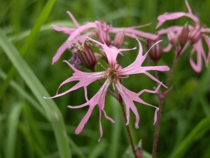 beskid wyspowy 39 (1)